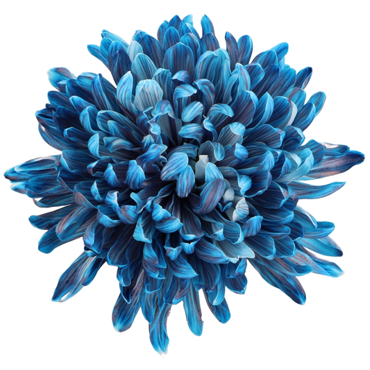 Chrysanthemum Single Painted Antonov Navy Jumbo