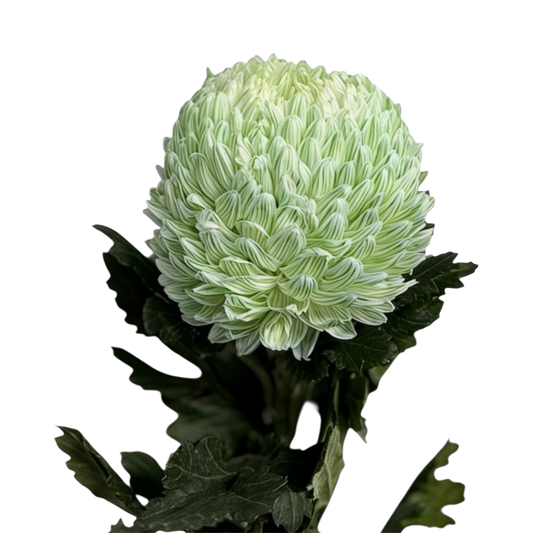 Chrysanthemum Malaysian Tinted Light Green Per Stem