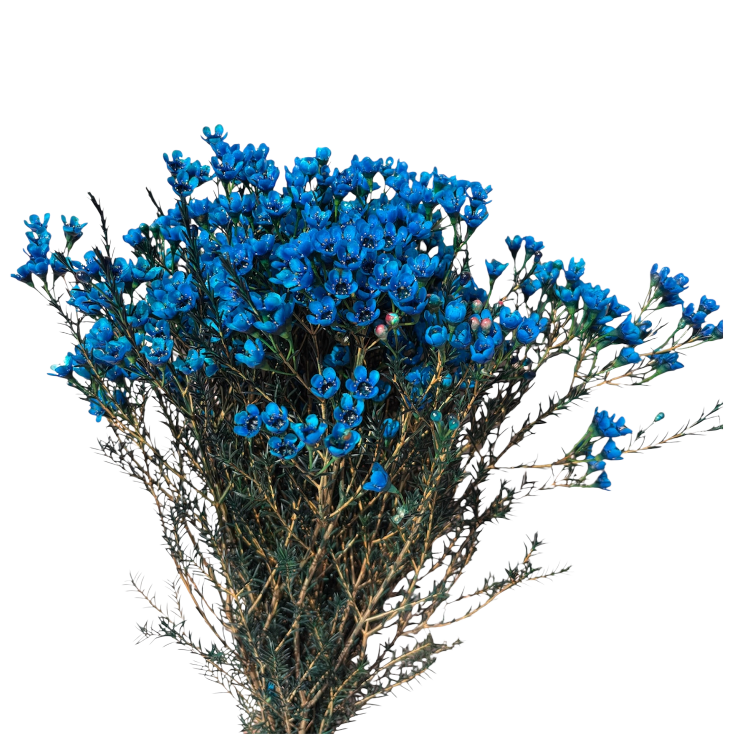 Geraldton Wax Blue Per Stem