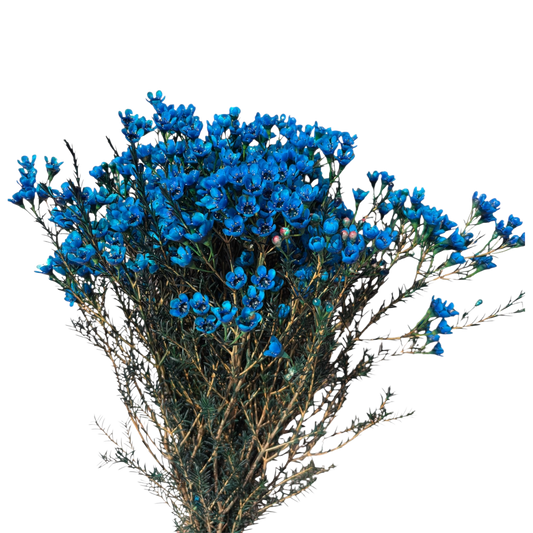 Geraldton Wax Blue Per Stem