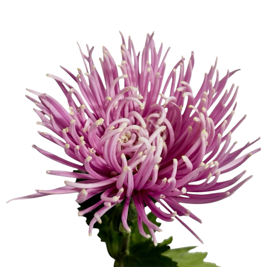 Chrysanthemum Delistar Pink Per Stem