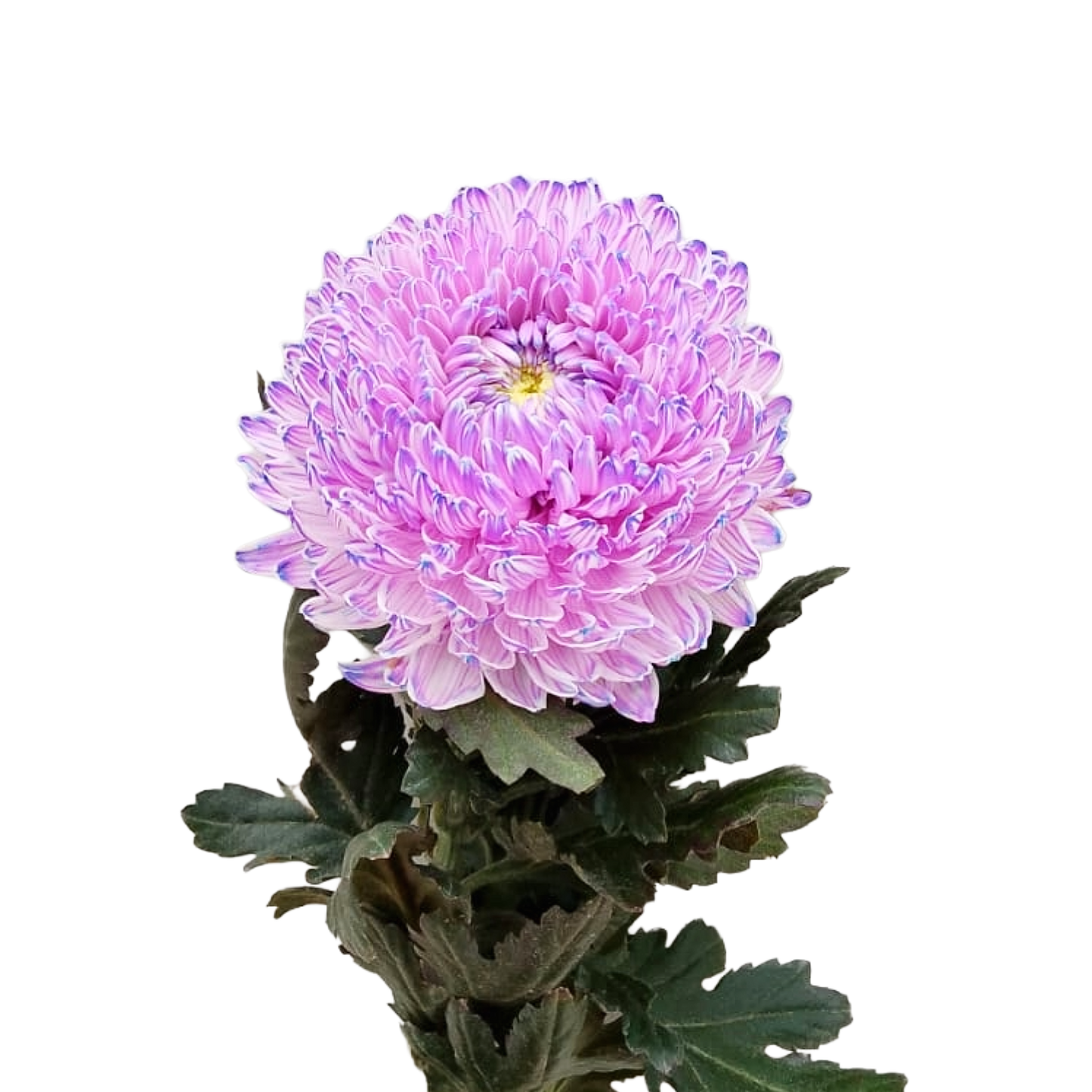 Chrysanthemum Malaysia Tinted Lilac Per Stem