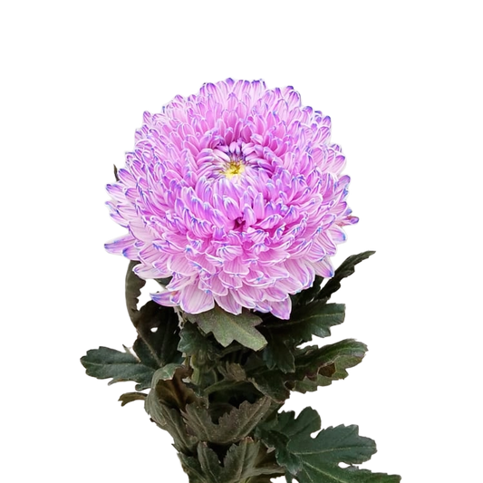 Chrysanthemum Malaysia Tinted Lilac Per Stem