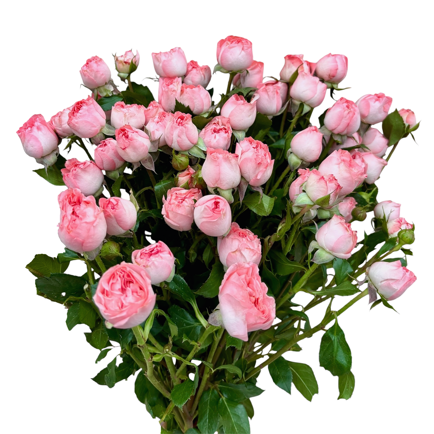 Spray Rose Femko Peach Per Stem