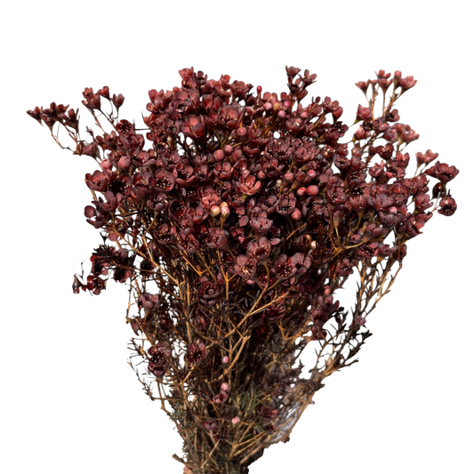 Geraldton Wax Brown Per Stem