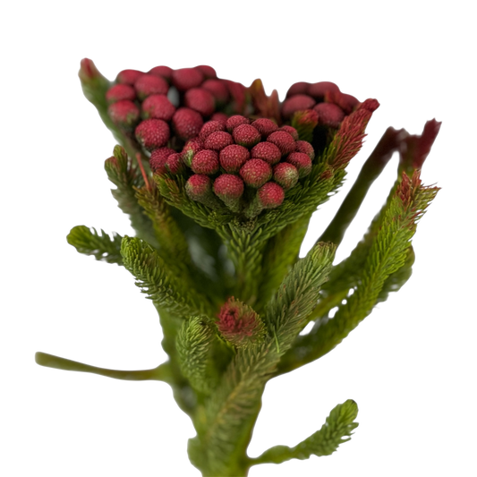 Albiflora Painted Red Per Stem