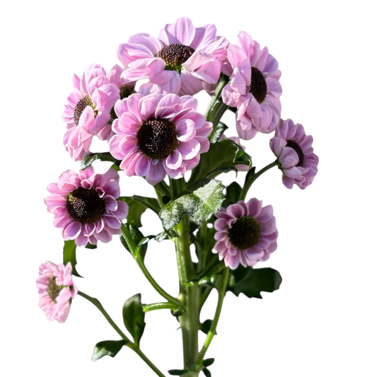 Chrysanthemum Santini Ying Yang Lilac Per Stem