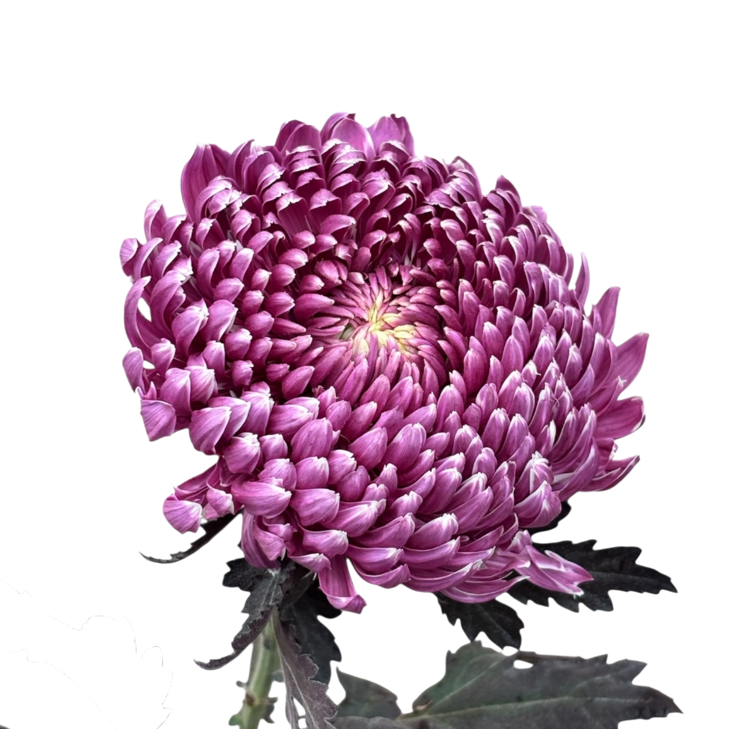 Chrysanthemum Tinted Imperial Violet Per Stem