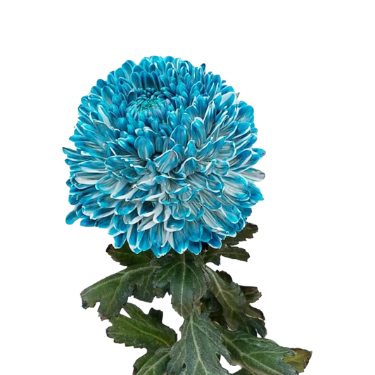 Chrysanthemum Malaysia Tinted Blue Per Stem