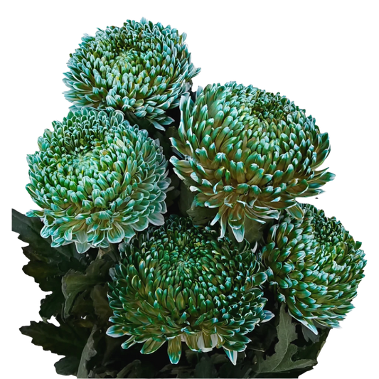 Chrysanthemum Malaysia Tinted Emerald Per Stem