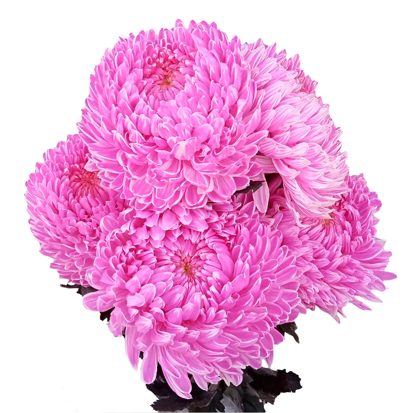 Chrysanthemum Malaysia Tinted dark Pink Per Stem