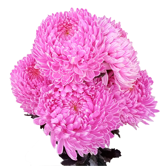 Chrysanthemum Malaysia Tinted dark Pink Per Stem