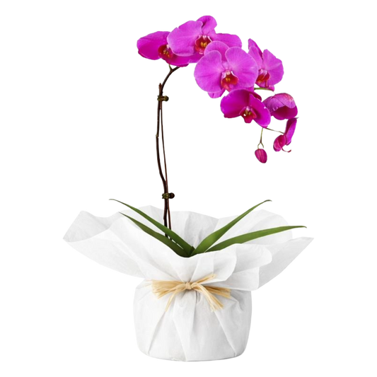 Phalaenopsis Plant Plastic Pot