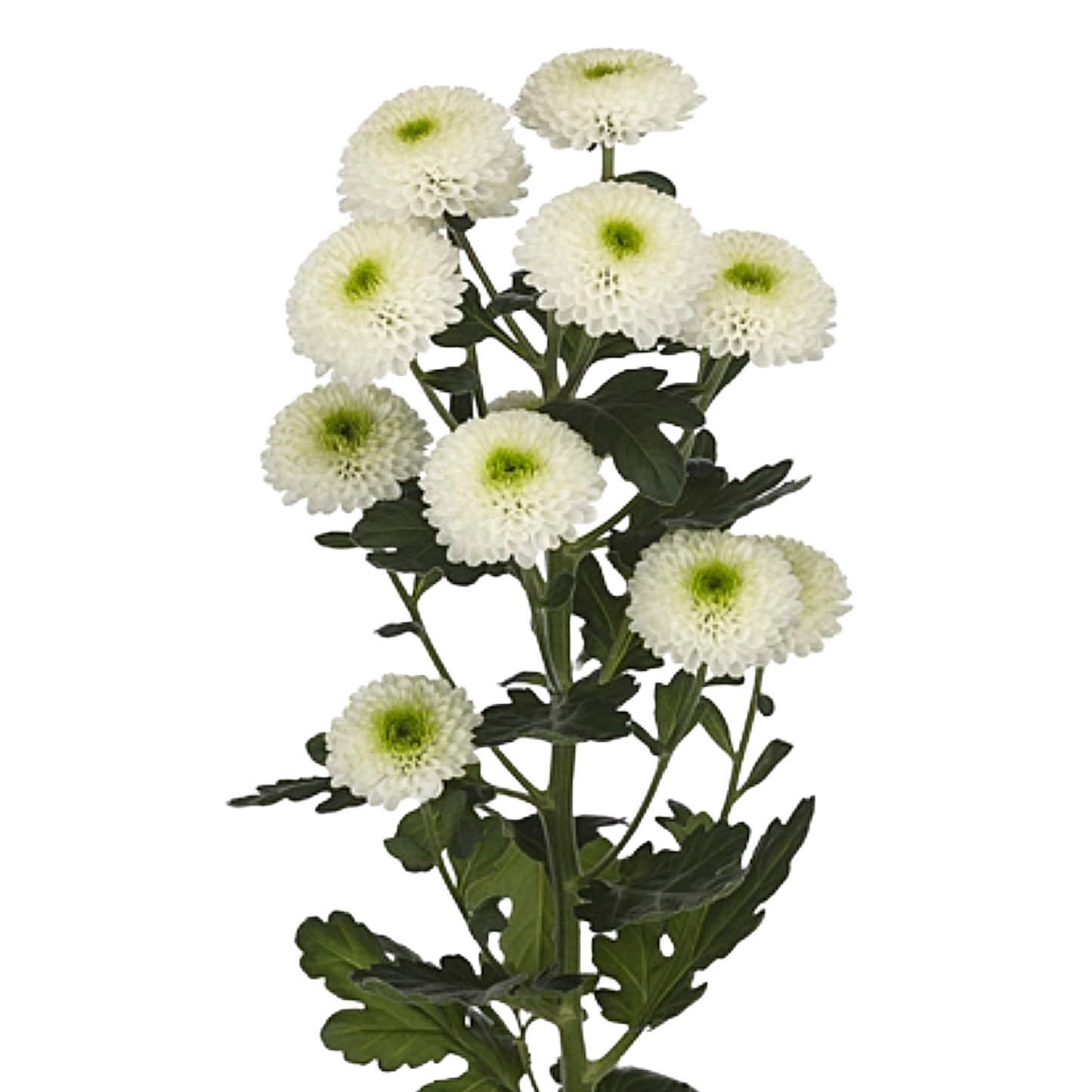Chrysanthemum Button White Per Stem