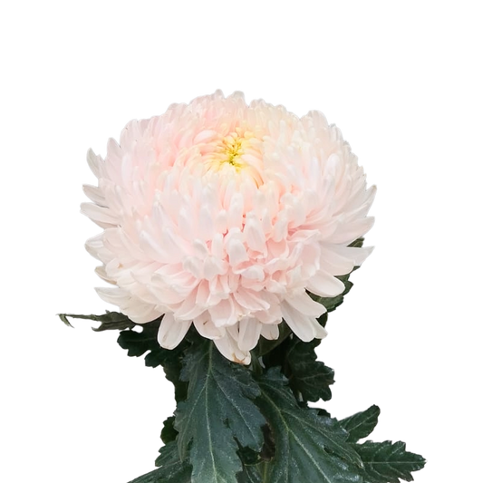 Chrysanthemum Malaysia Light Pink Per Stem