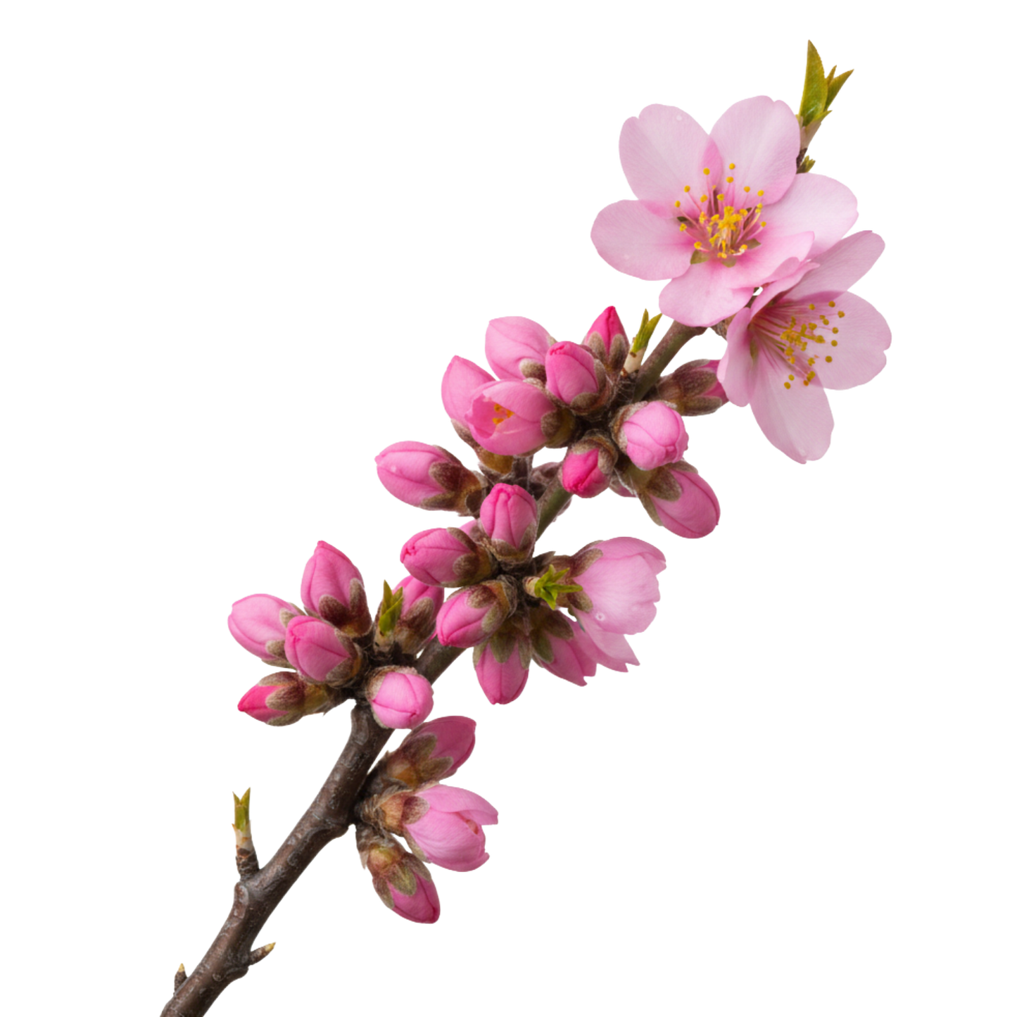 Prunus Comet Cherry Per Stem