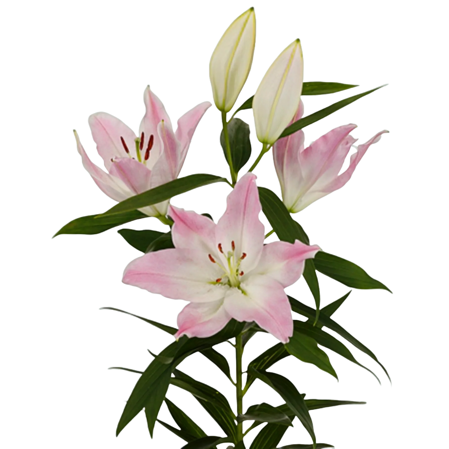 Oriental Lily Colet