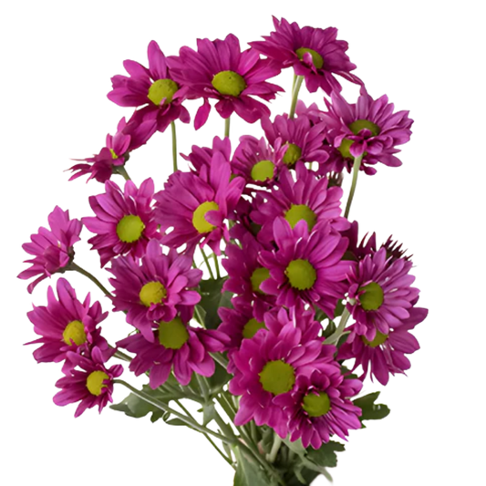 Chrysanthemum Santini Daisy Hot Pink Per Stem