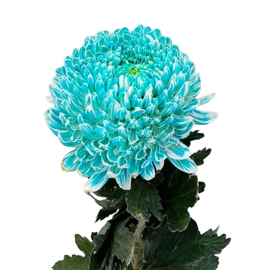 Chrysanthemum Malaysia Aqua Per Stem
