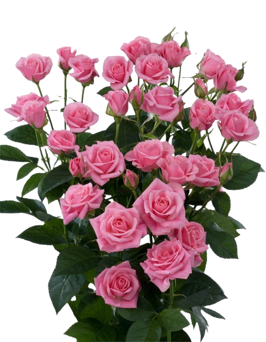 Spray Rose Eileen Per Stem