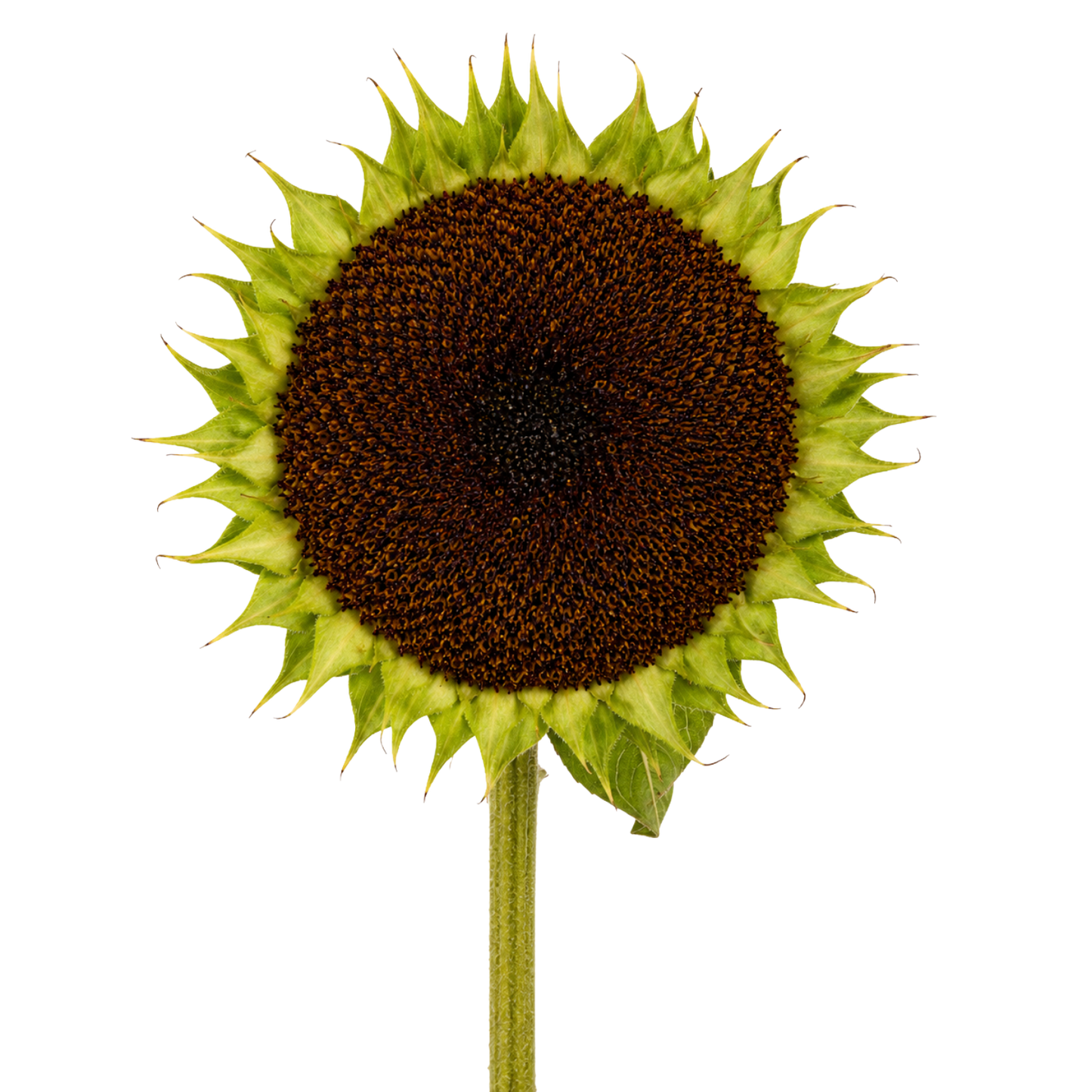 Rustic Sunflower Head Per Stem