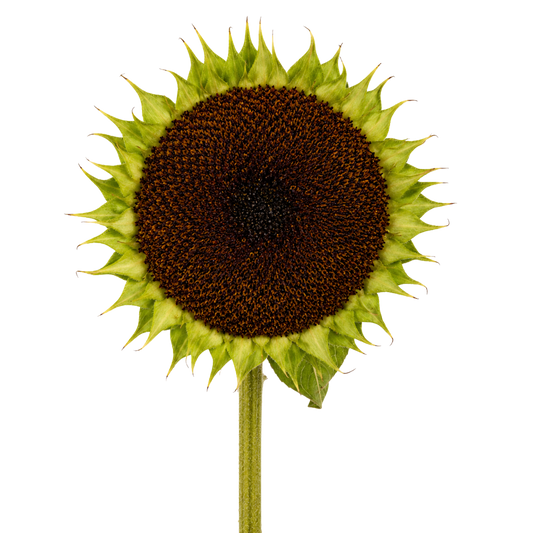 Rustic Sunflower Head Per Stem