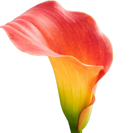 Calla Lily Orange Per Stem