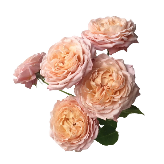 Spray Rose Julietta Per Stem