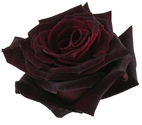 Rose Black Baccara Per Stem