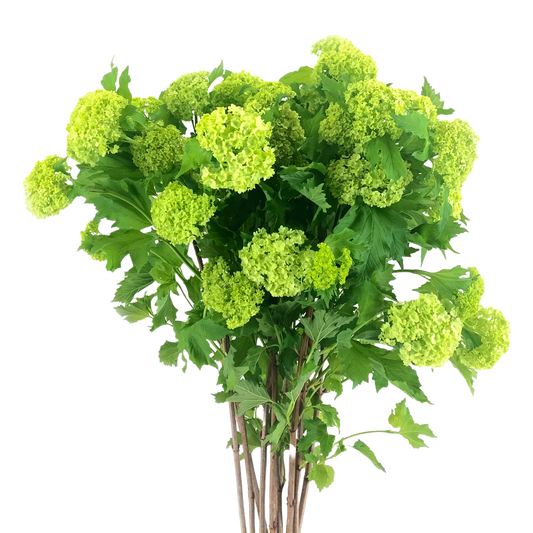 Viburnum Roseum Per Stem