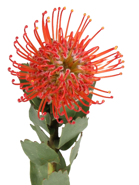 Leucospermum Red