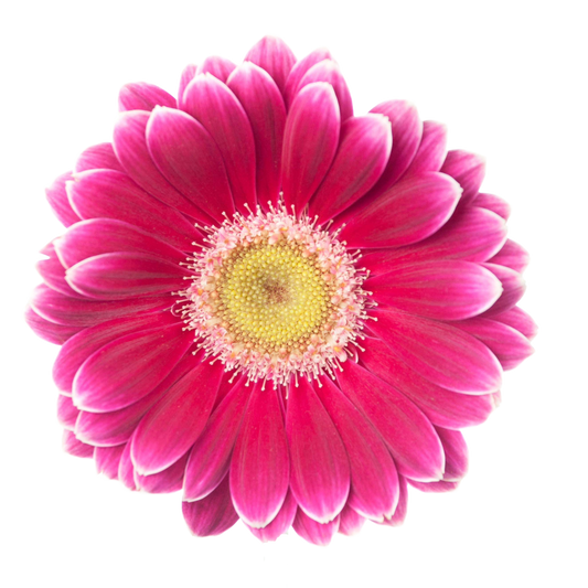 Gerbera Twiggy