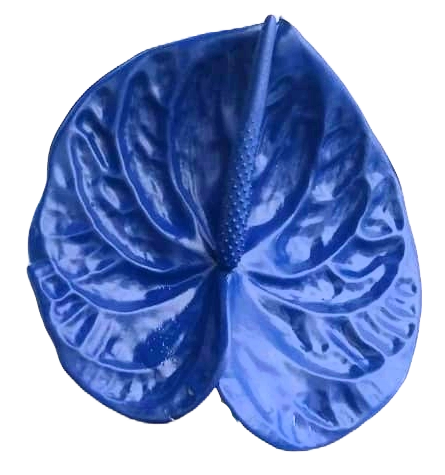 Anthurium Dyed Blue