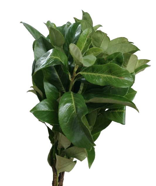 Viburnum Tinus Per Stem