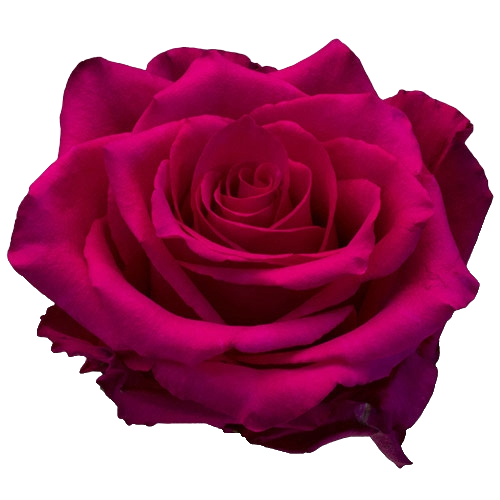 Rose Pink Explorer Per Stem