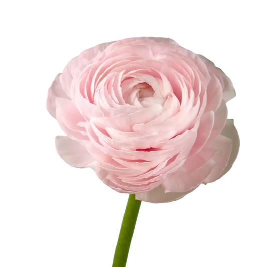 Ranunculus Pink Per Stem