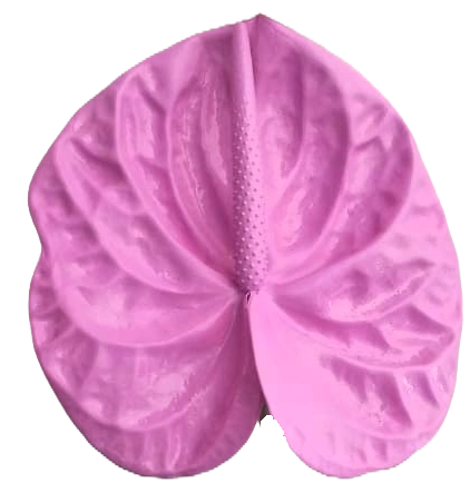 Anthurium Dyed Pink