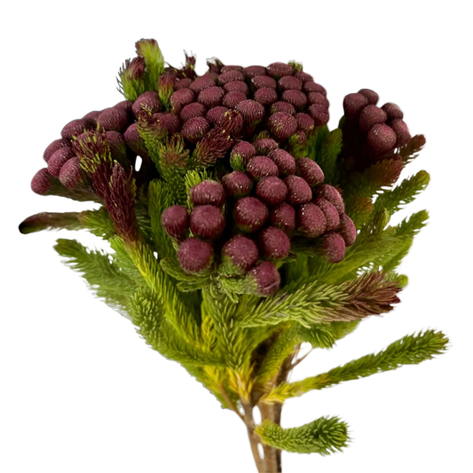 Albiflora Painted Burgundy Per Stem