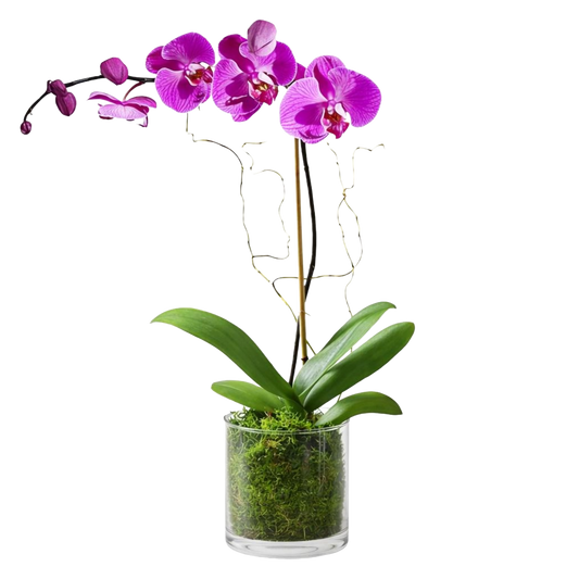 Phalaenopsis Plant in Glass Vase