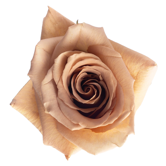 Rose Toffee Per Stem