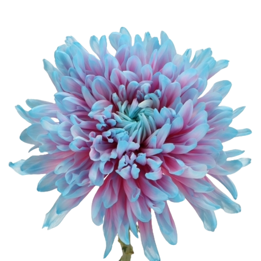 Chrysanthemum Santini Bubblegum