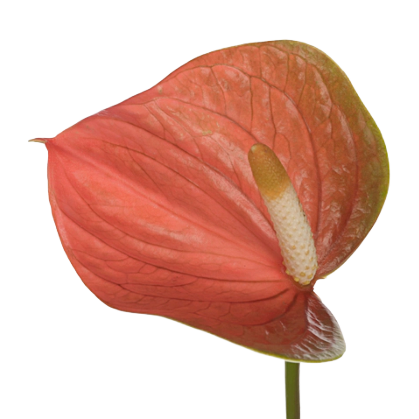 Anthurium Peachy Love Per Stem