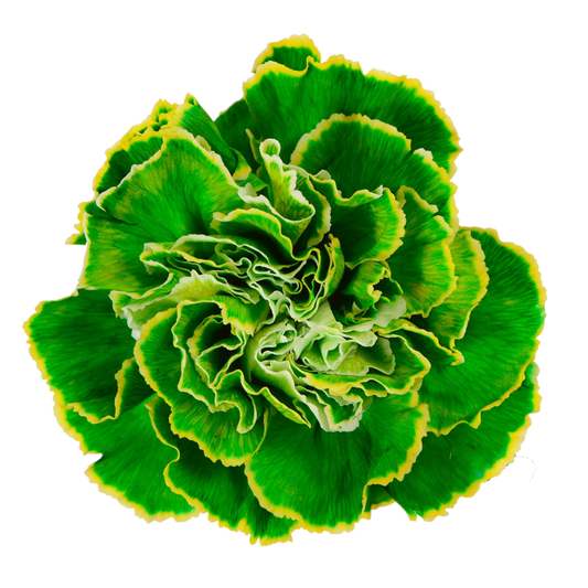 Carnation Painted Lime Per Stem