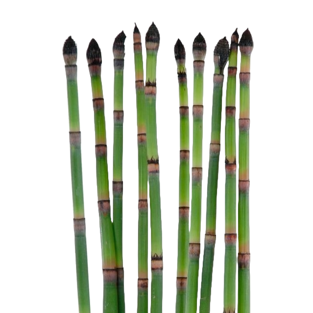 Equisetum Green Sticks Per Stem