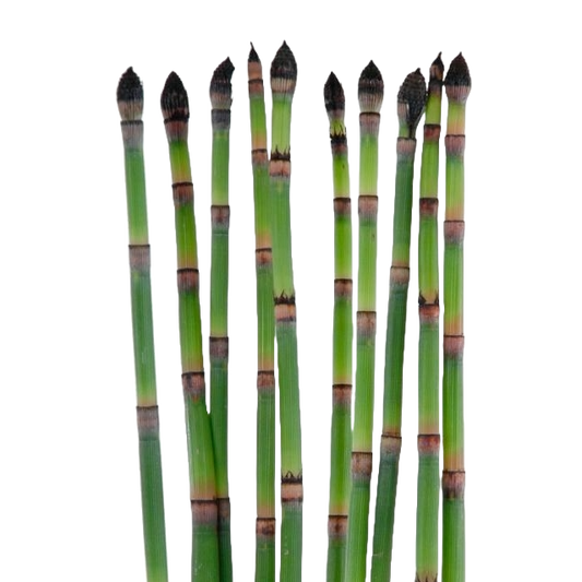 Equisetum Green Sticks Per Stem