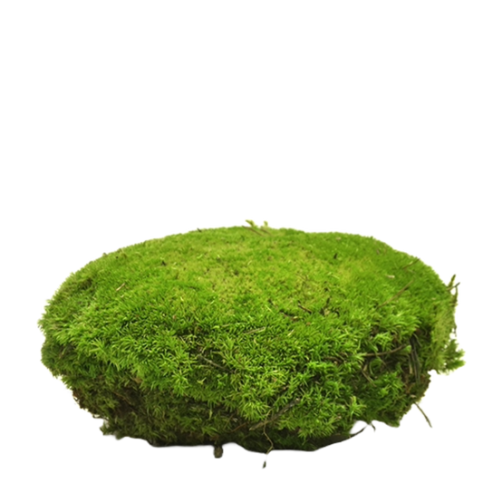 Canopy Ball Moss Single