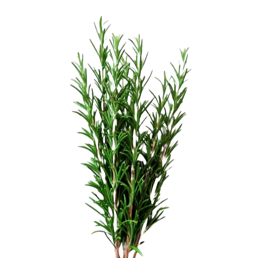 Rosemary Per Stem
