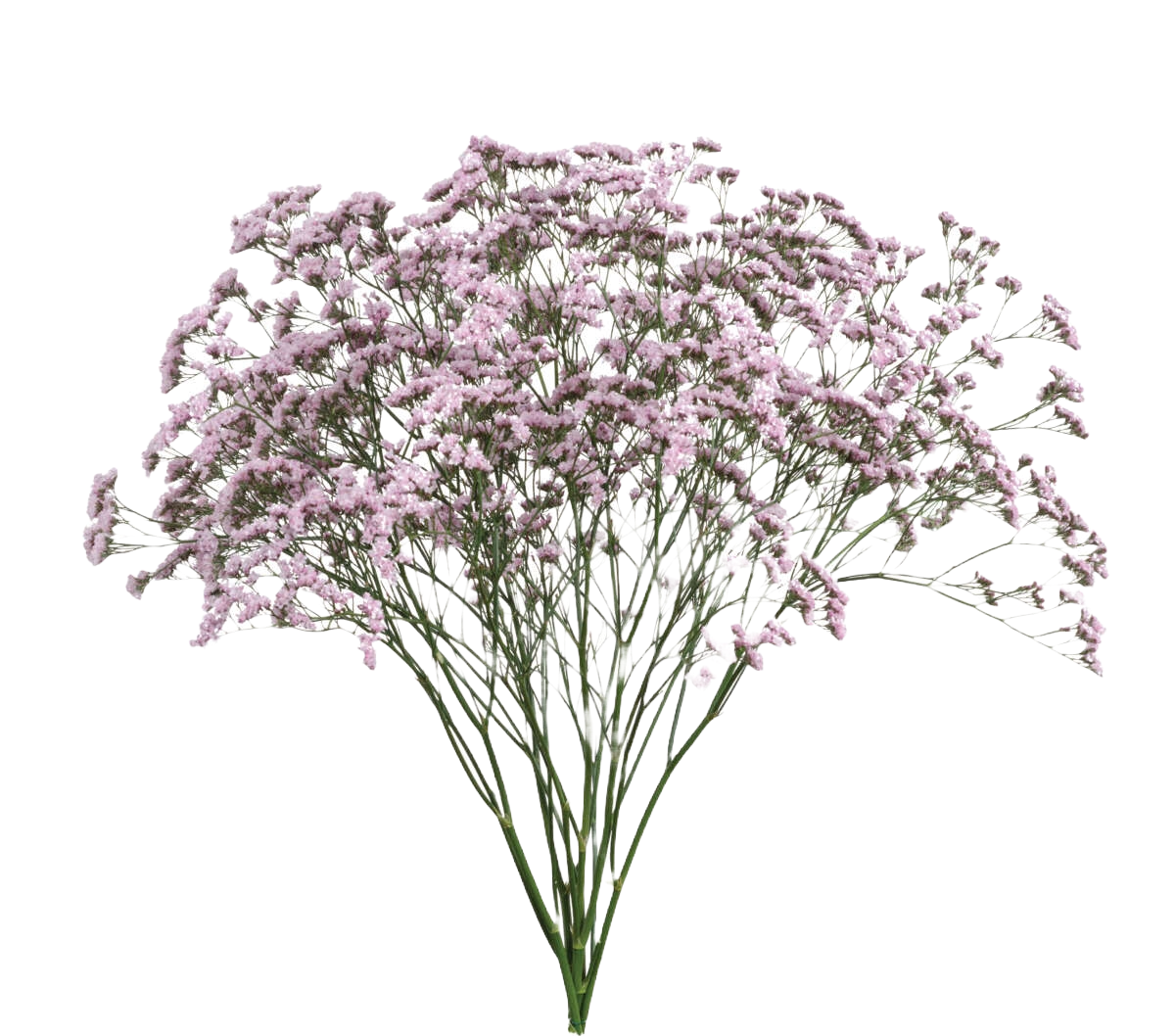 Limonium Oshi Pink