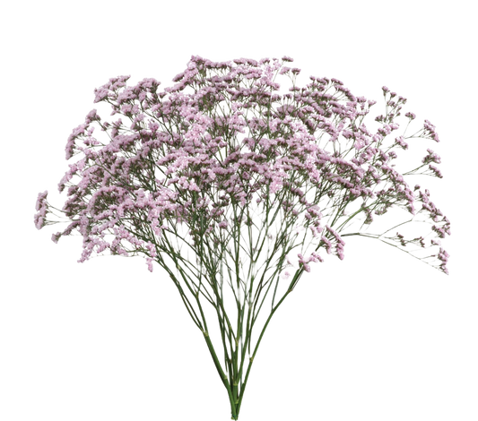 Limonium Oshi Pink