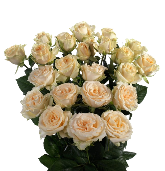 Spray Rose Scented Peach Per Stem